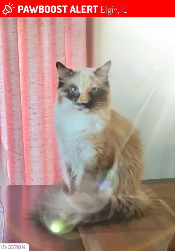 Lost cat in Elgin, IL, 60124