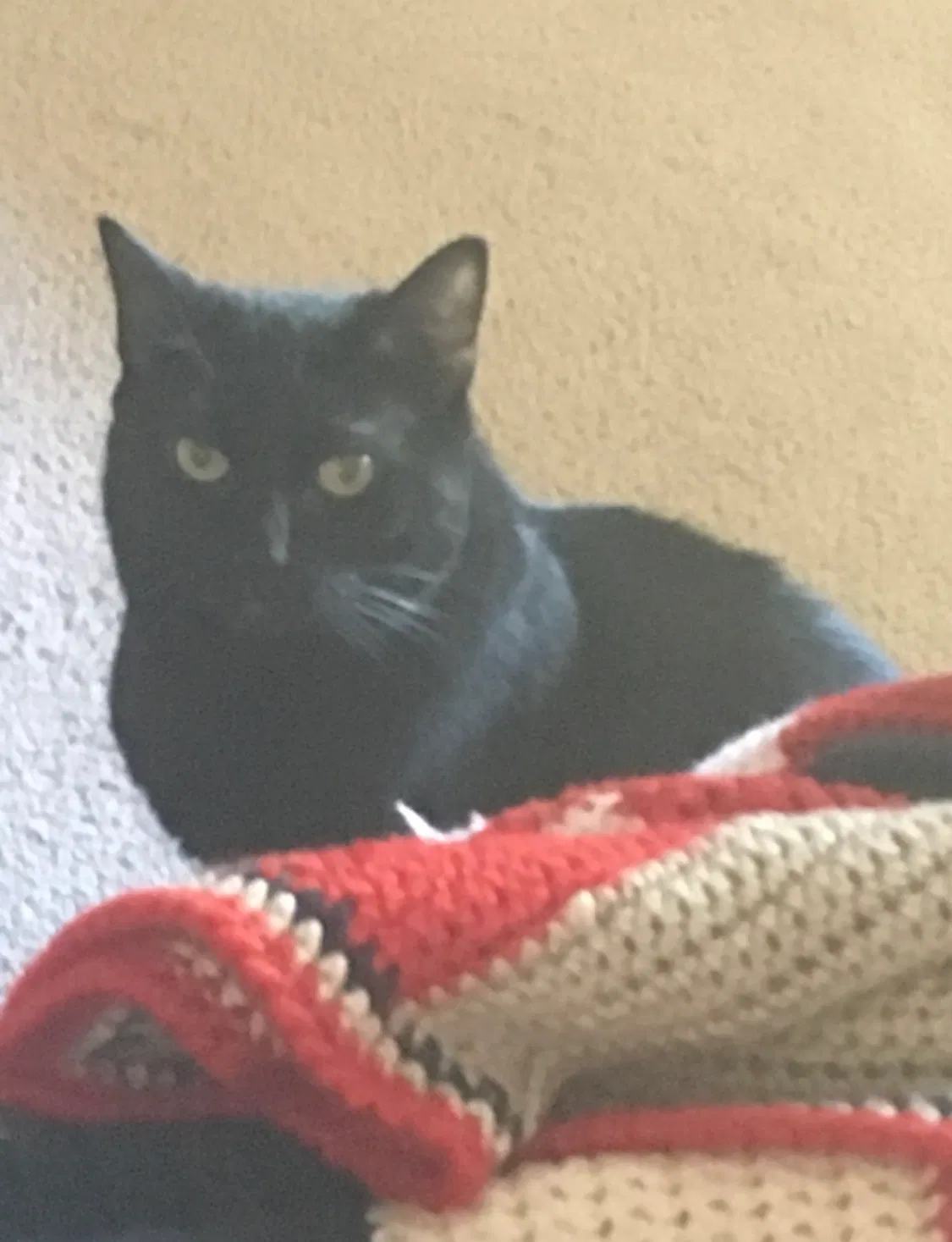 Lost cat in Fort Collins, CO, 80525