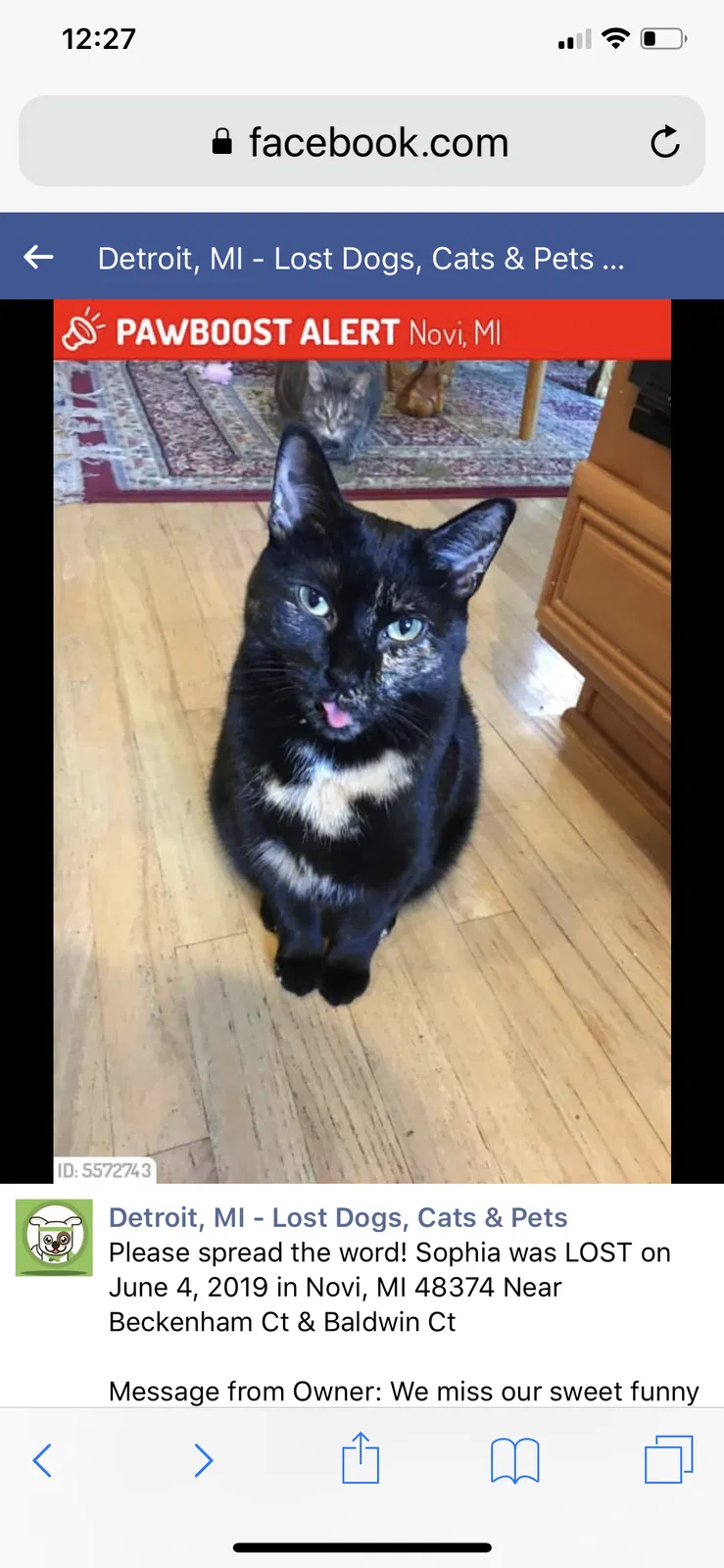 Lost cat in Novi, MI, 48374