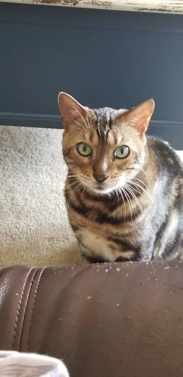 Lost cat in Joshua, TX, 76058