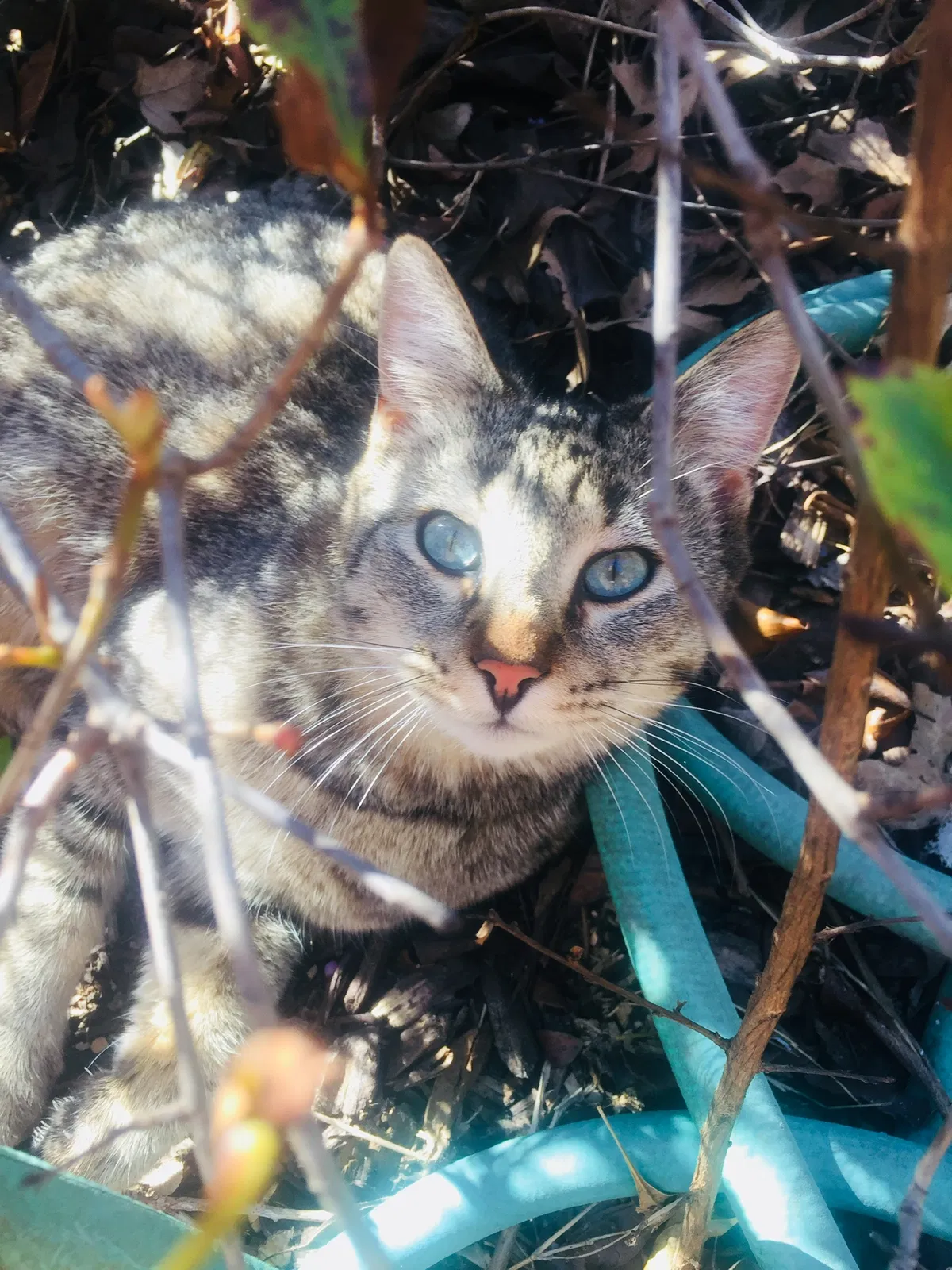Lost cat in Rockwall, TX, 75087