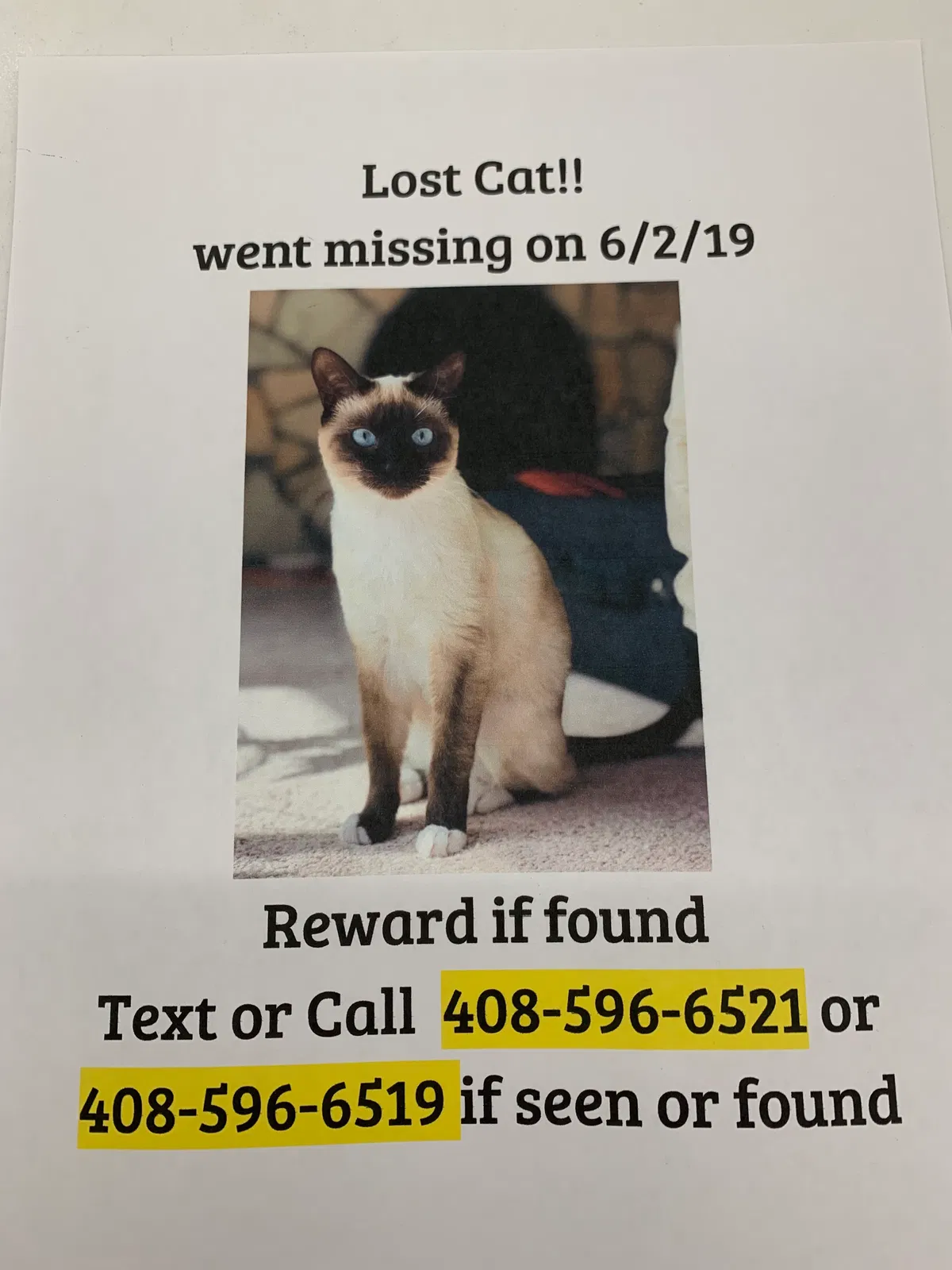 Lost cat in Saratoga, CA, 95070