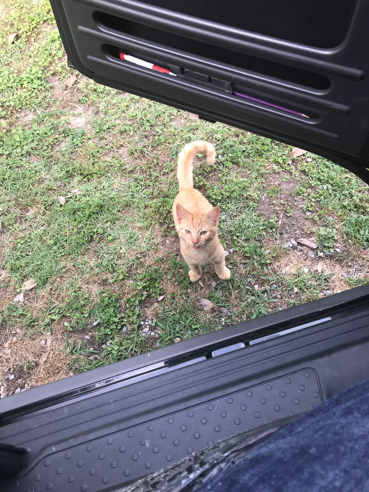 Lost cat in Henrico, VA, 23233
