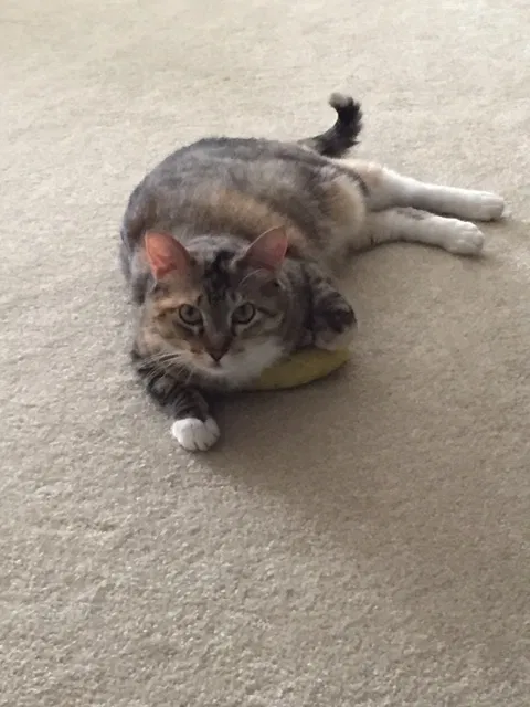 Lost cat in Mooresville, NC, 28117