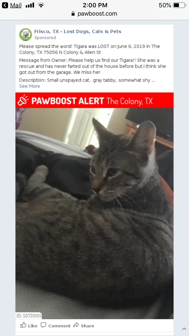 Lost cat in The Colony, TX, 75056