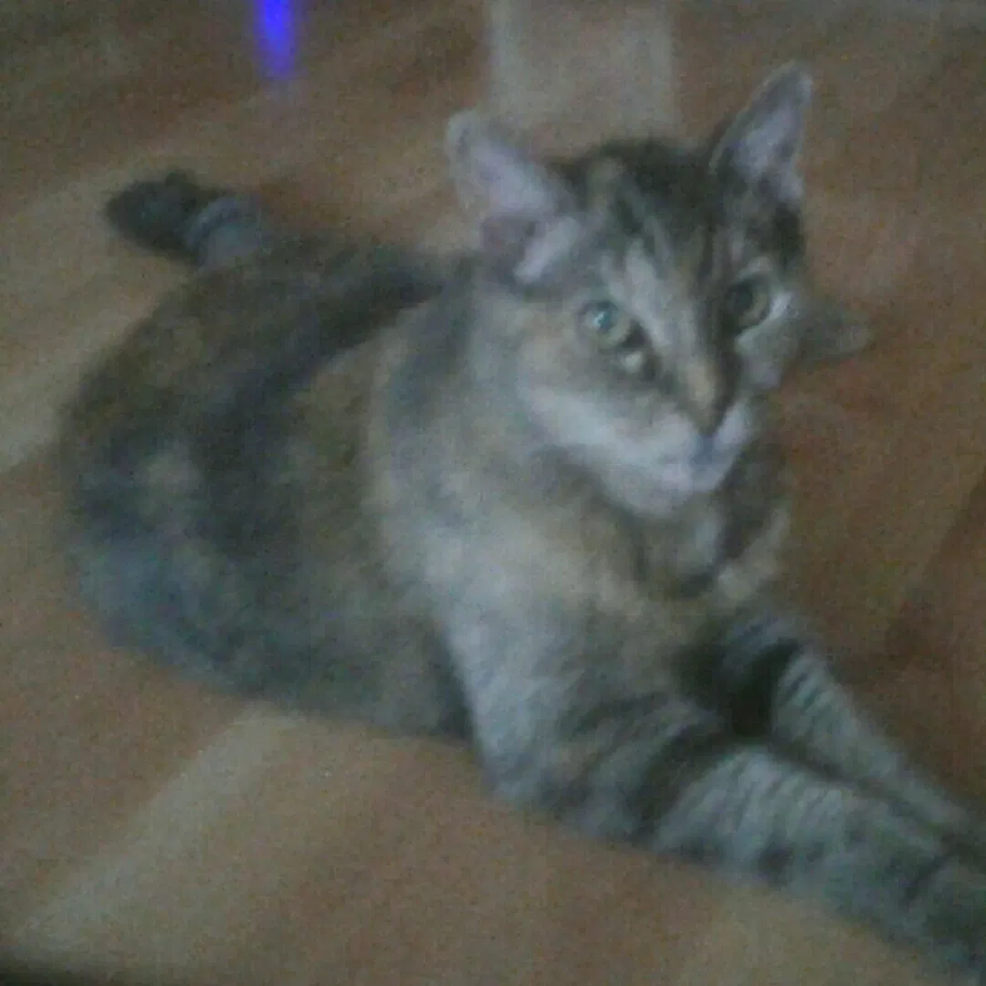 Lost cat in Buena Park, CA, 90620
