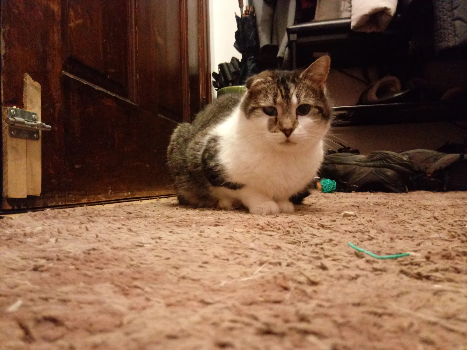 Lost cat in Columbus, OH, 43204