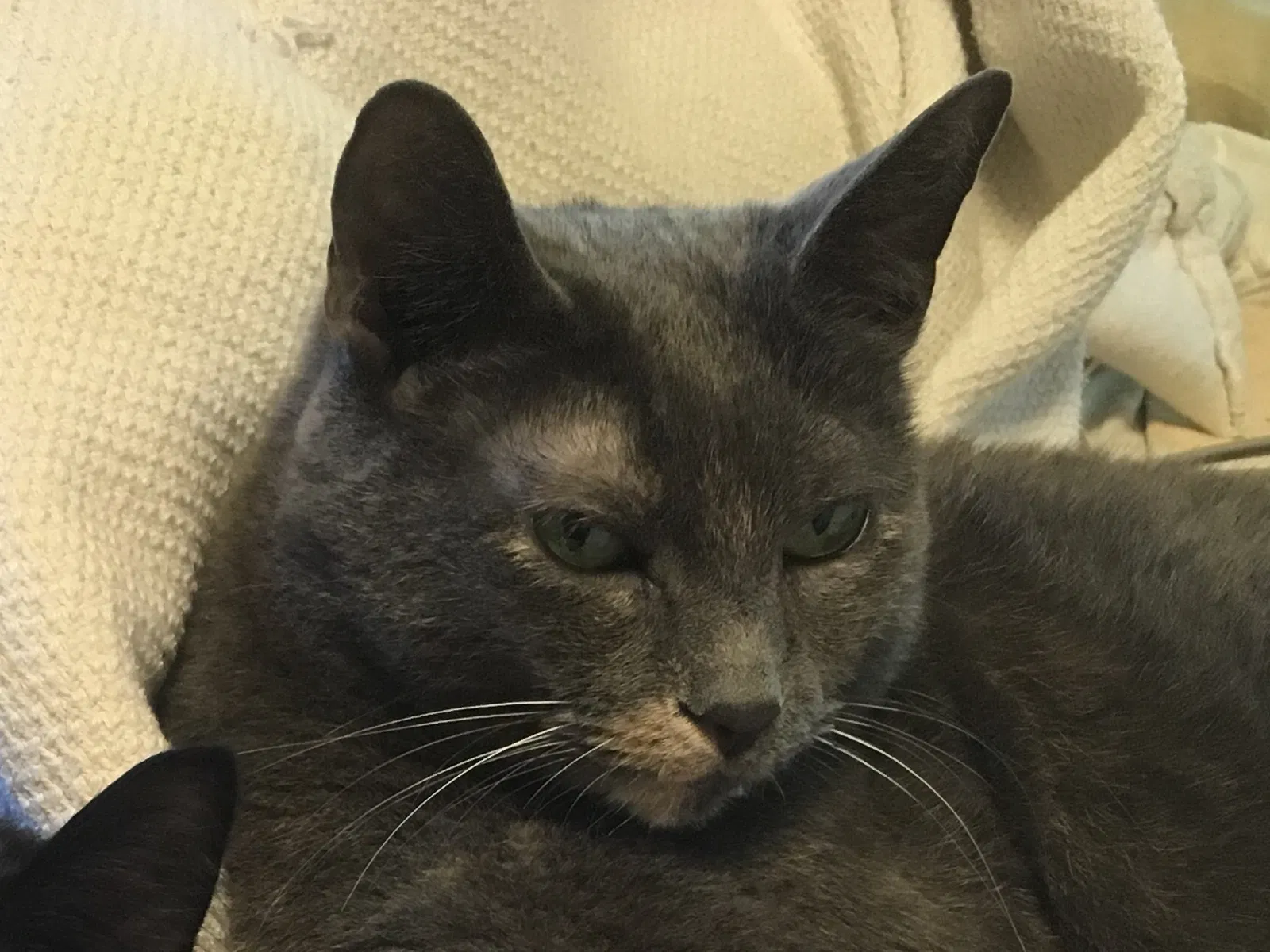 Lost cat in Houston, TX, 77065