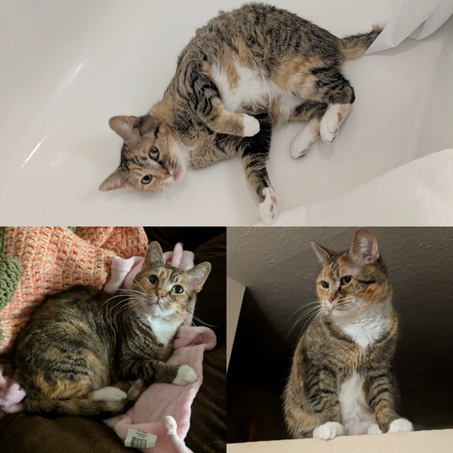 Lost cat in Idaho Falls, ID, 83404