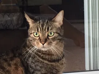 Lost cat in Orlando, FL, 32828