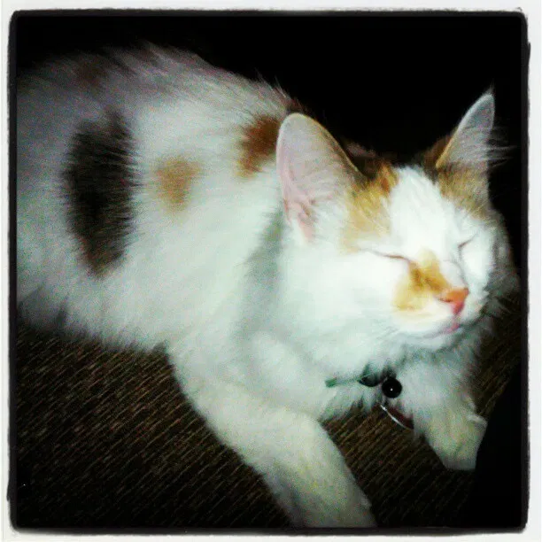 Lost cat in Muncie, IN, 47302