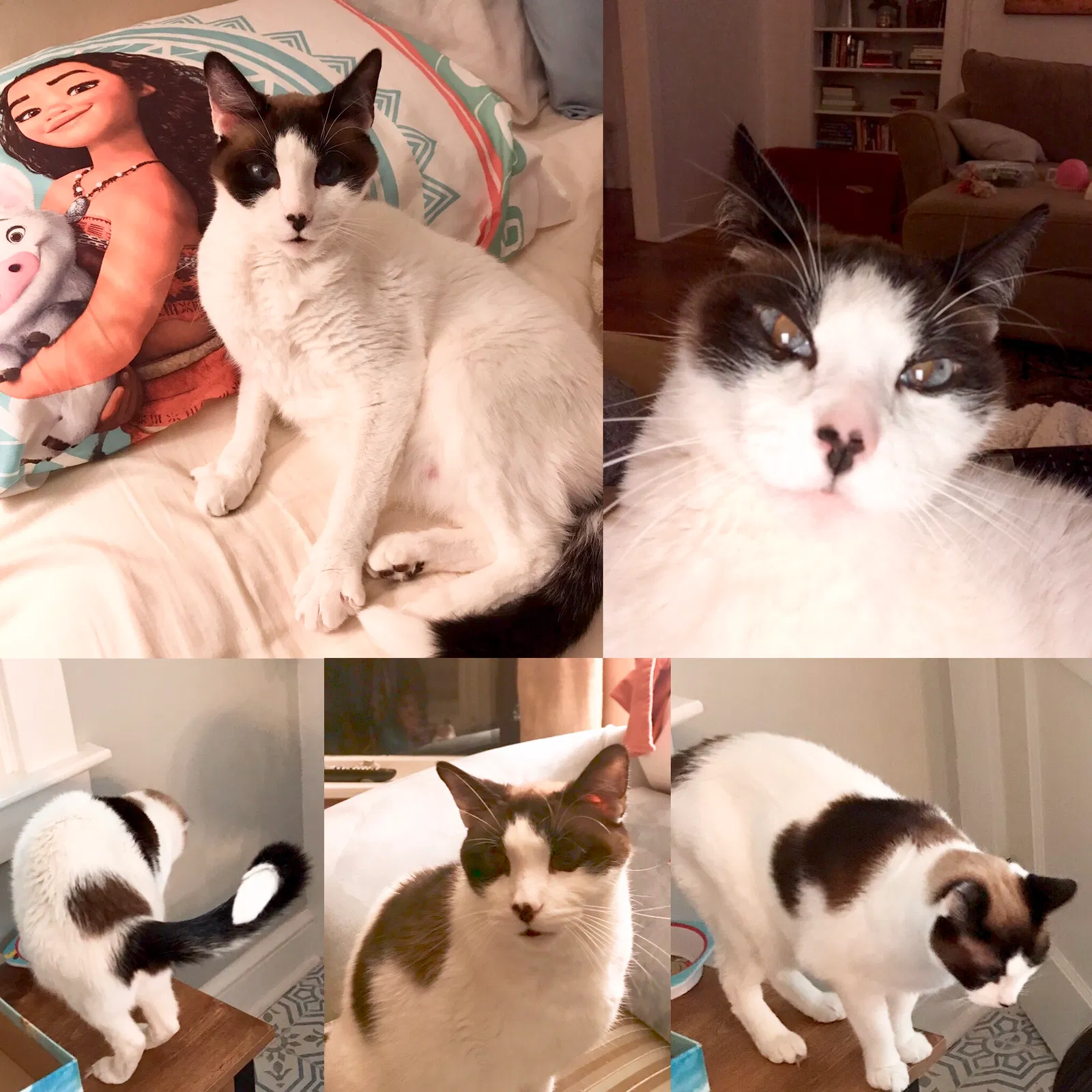 Lost cat in Dublin, PA, 18917