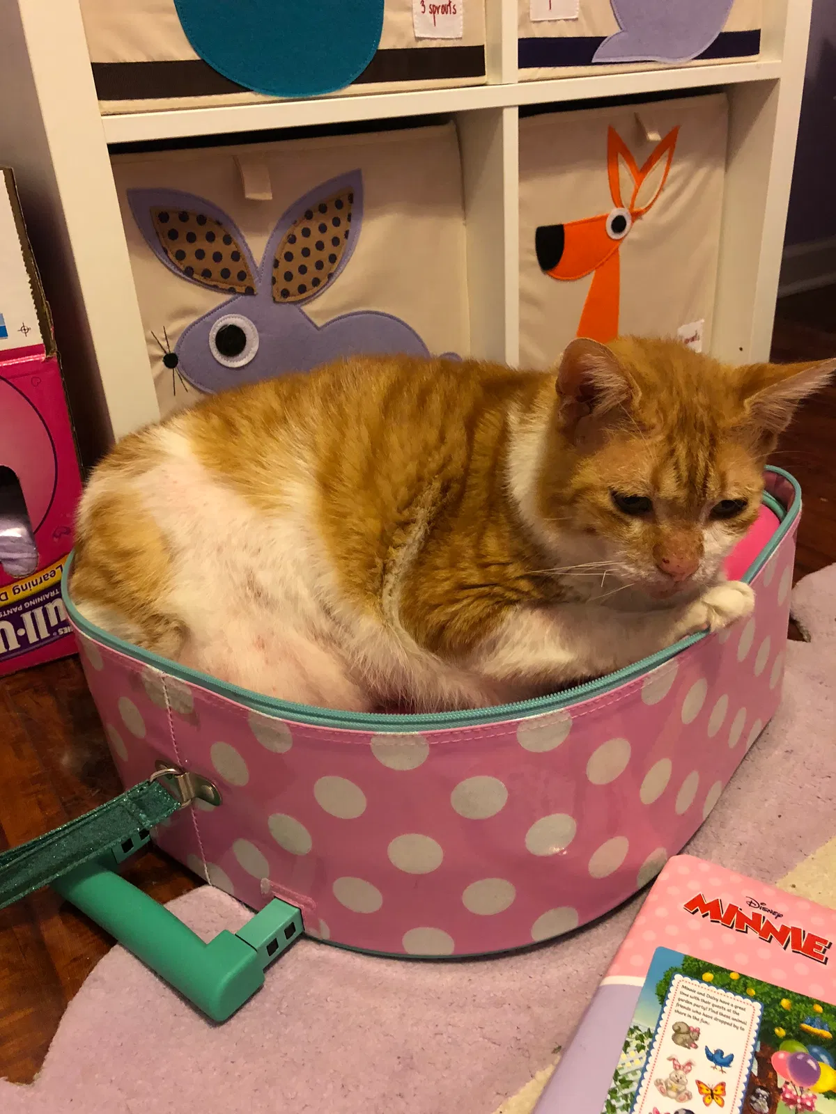 Lost cat in Casselberry, FL, 32707
