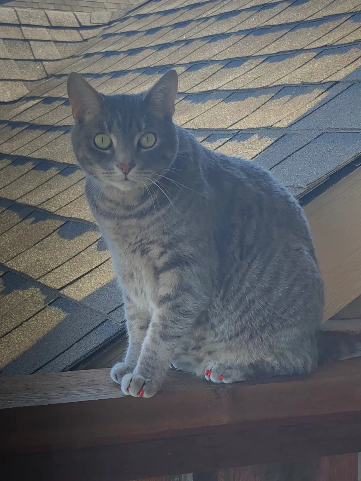 Lost cat in Aubrey, TX, 76227