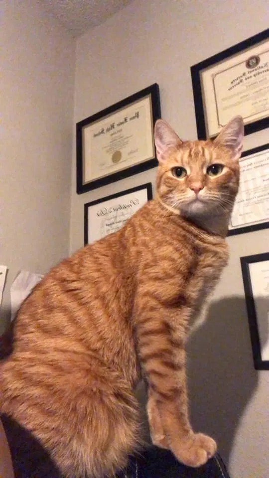 Lost cat in Pflugerville, TX, 78660