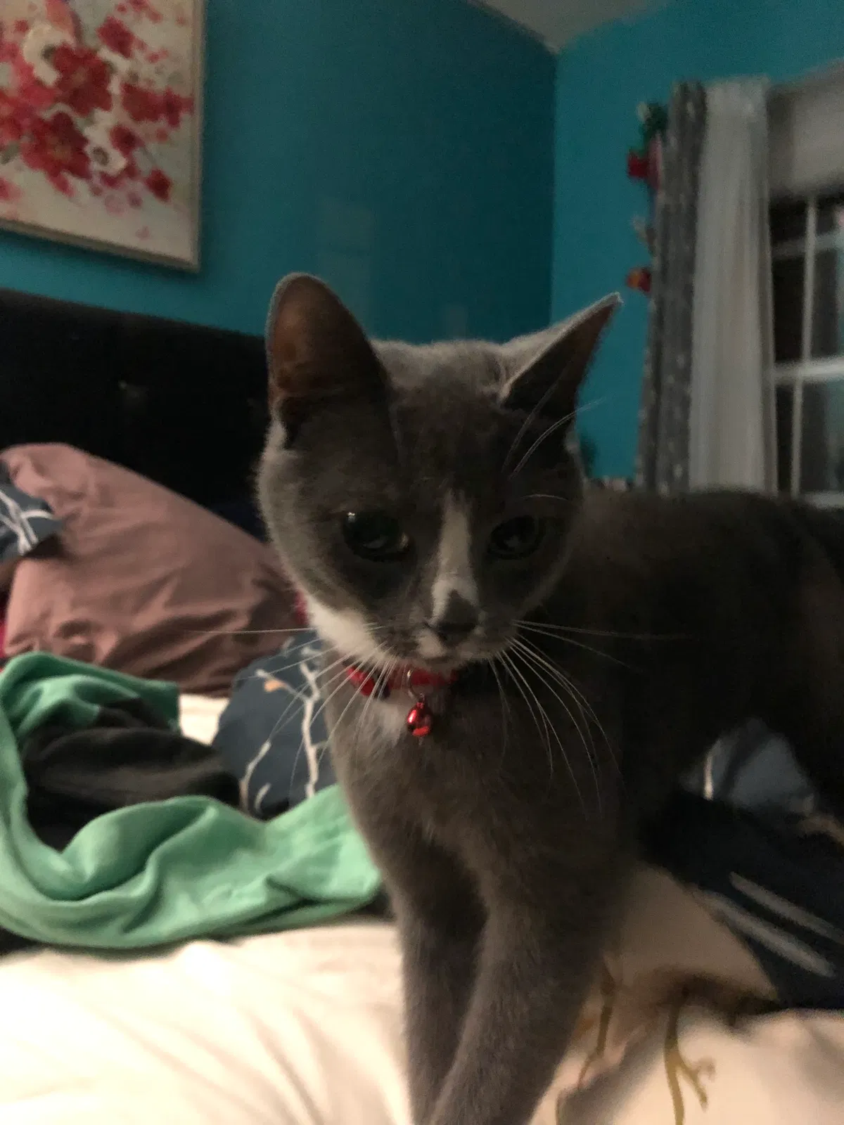 Lost cat in Chesapeake, VA, 23321