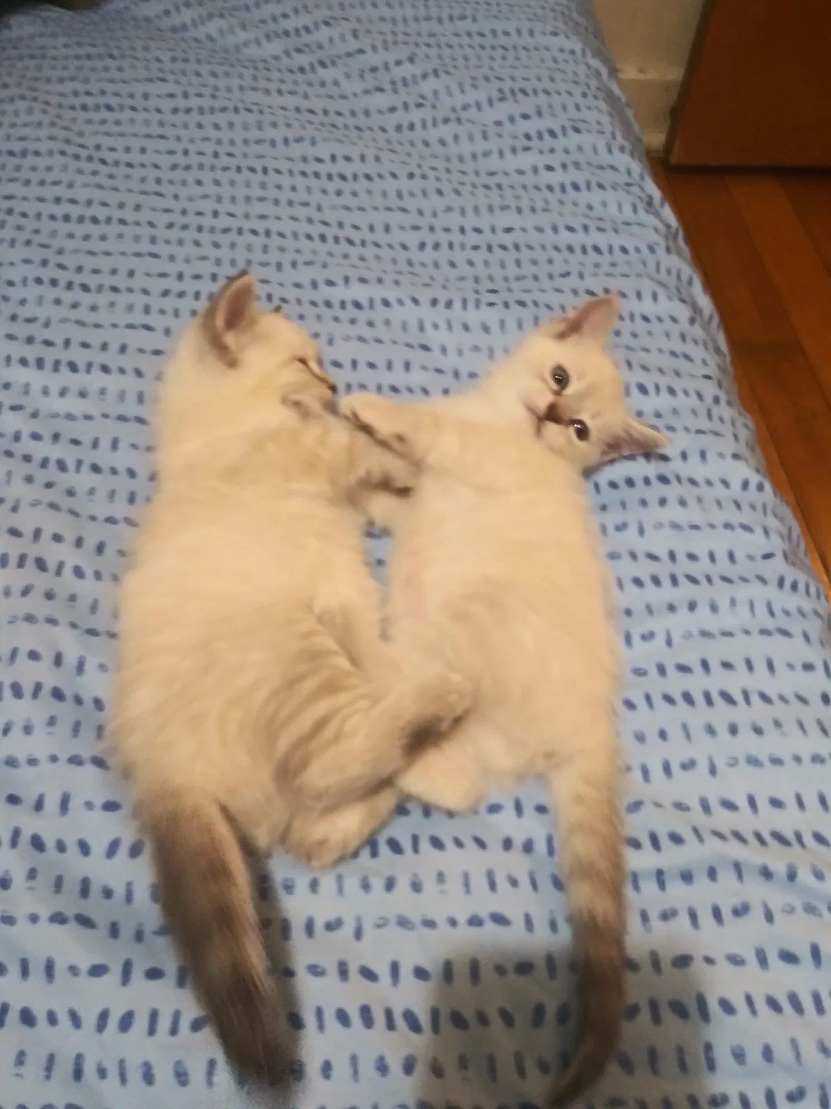 Lost cat in Connellsville, PA, 15425