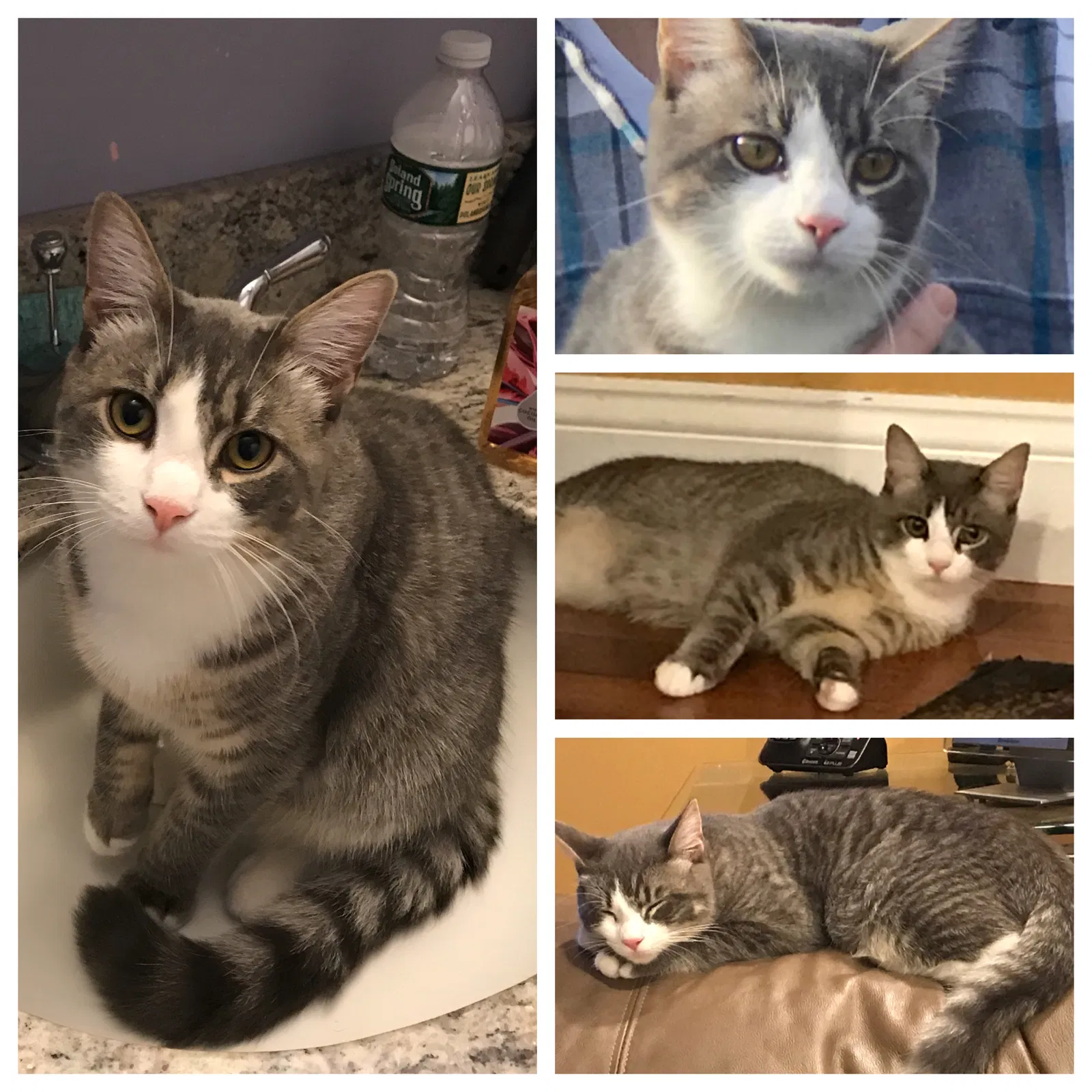 Lost cat in Huntington, NY, 11743