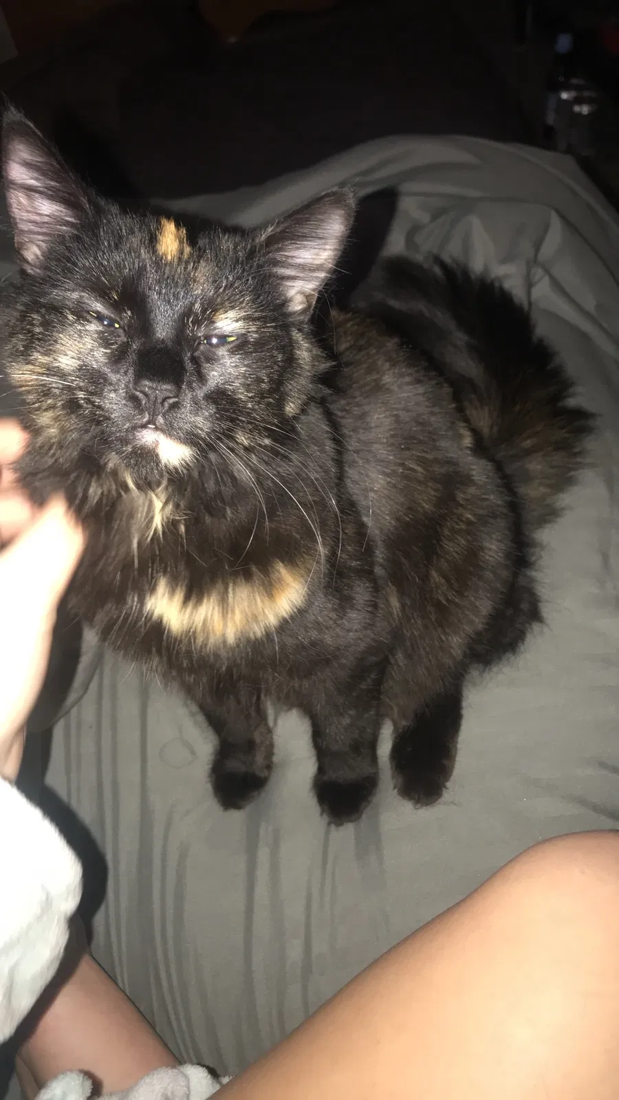 Lost cat in La Pine, OR, 97739