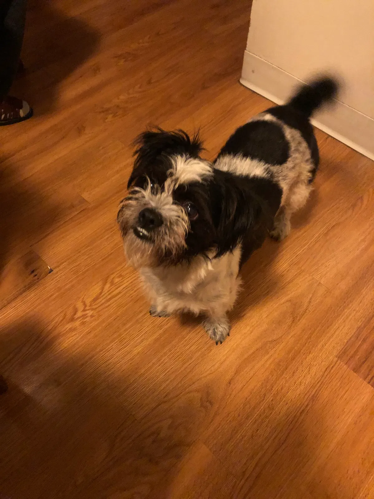 Lost dog in Hayward, CA, 94541