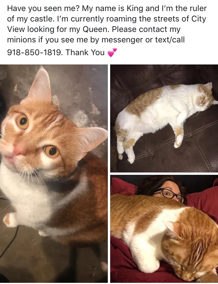 Lost cat in Amarillo, TX, 79118