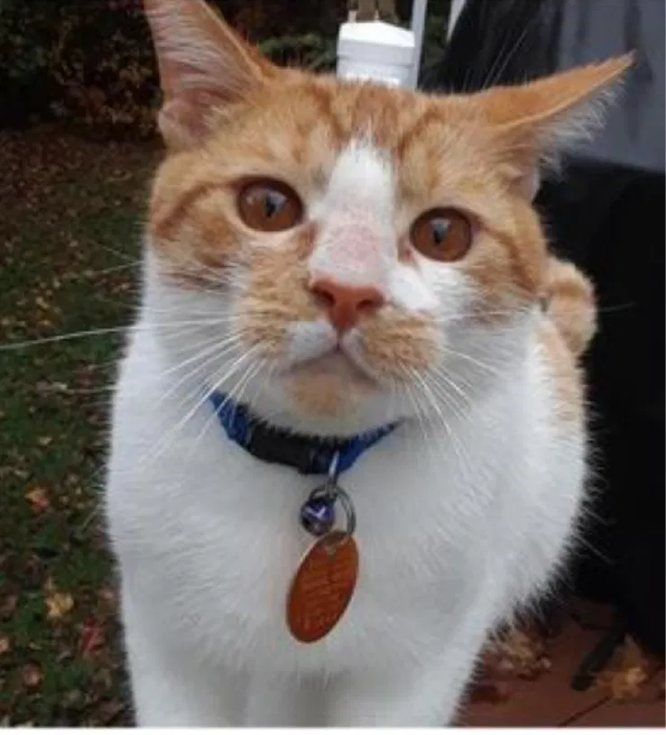 Lost cat in Severna Park, MD, 21146