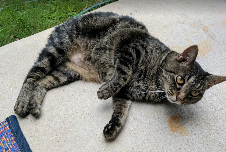 Lost cat in Austin, TX, 78745