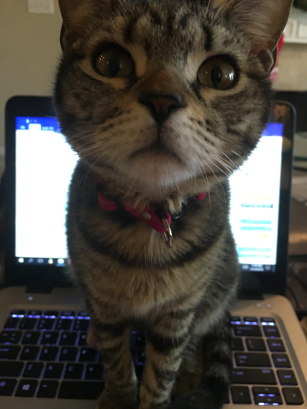 Lost cat in Friendswood, TX, 77546