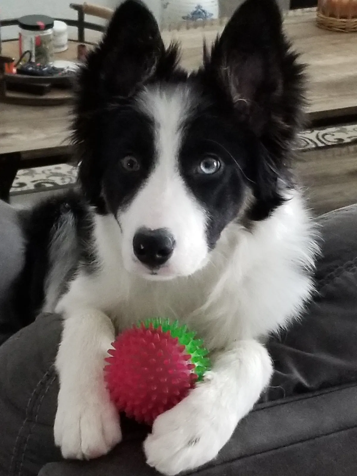 Lost dog in Coeur D Alene, ID, 83815