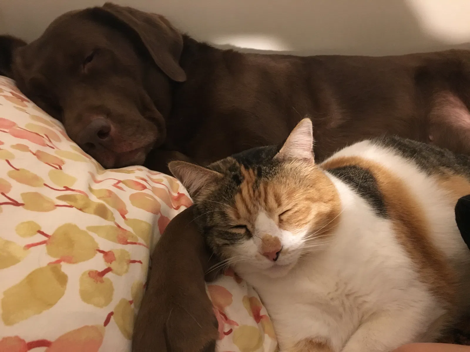 Lost cat in League City, TX, 77573