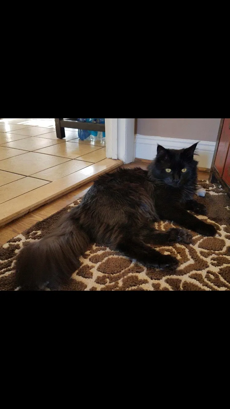 Lost cat in Fairfax, VA, 22030