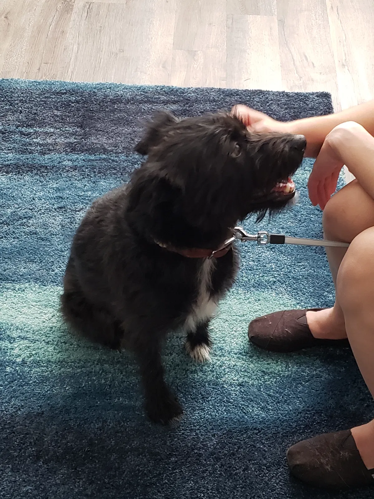Lost dog in Aurora, CO, 80015