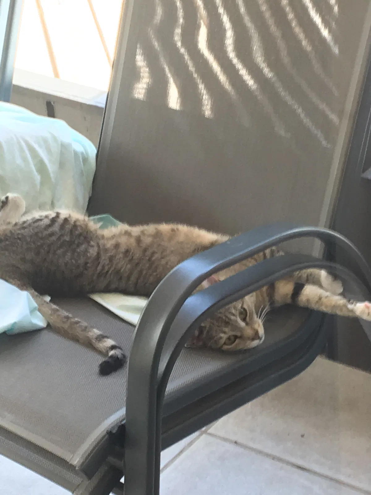 Lost cat in Lakeland, FL, 33813