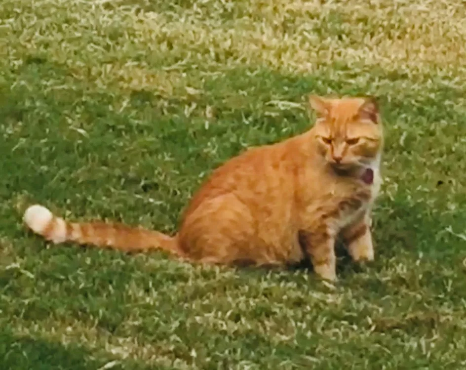 Lost cat in Corinth, MS, 38834