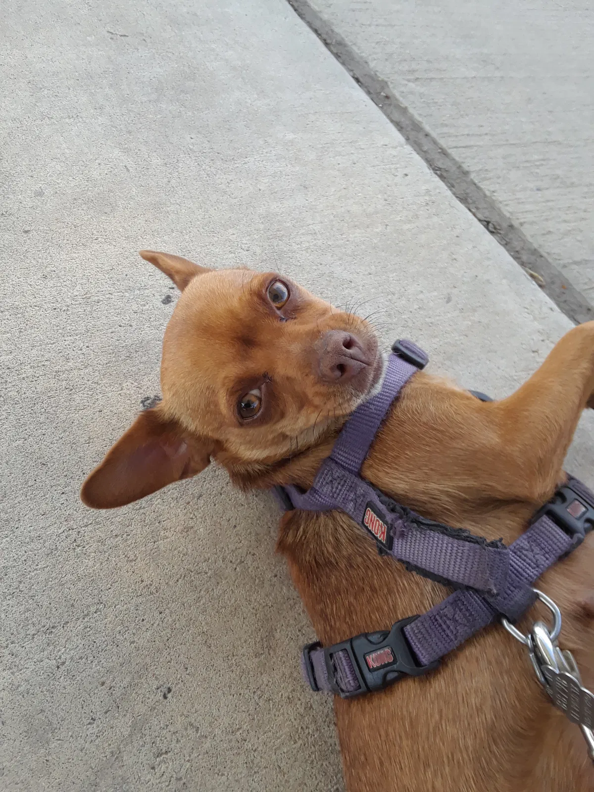 Lost dog in El Paso, TX, 79924