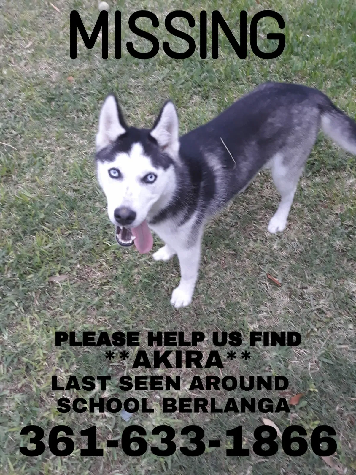 Lost dog in Corpus Christi, TX, 78411