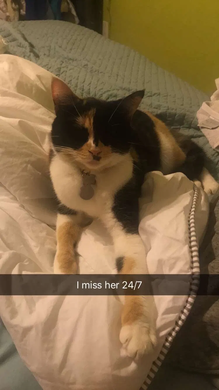 Lost cat in San Diego, CA, 92115