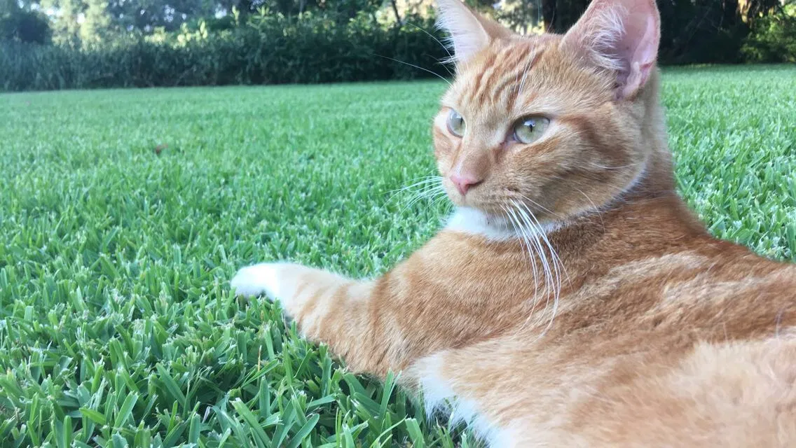 Lost cat in Haines City, FL, 33844