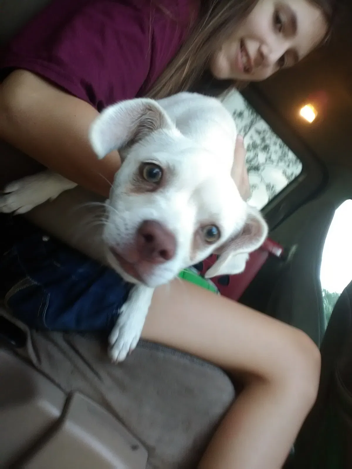 Lost dog in Saint Cloud, FL, 34771