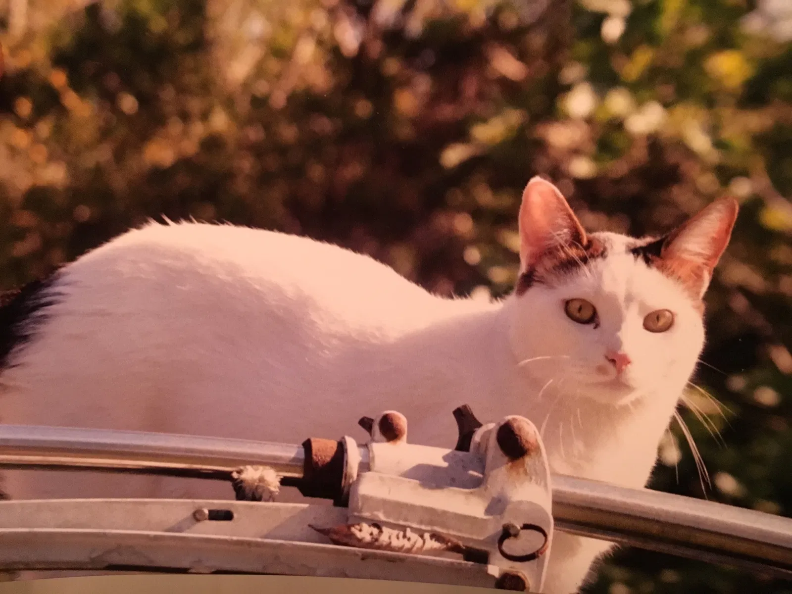 Lost cat in Charleston, SC, 29406
