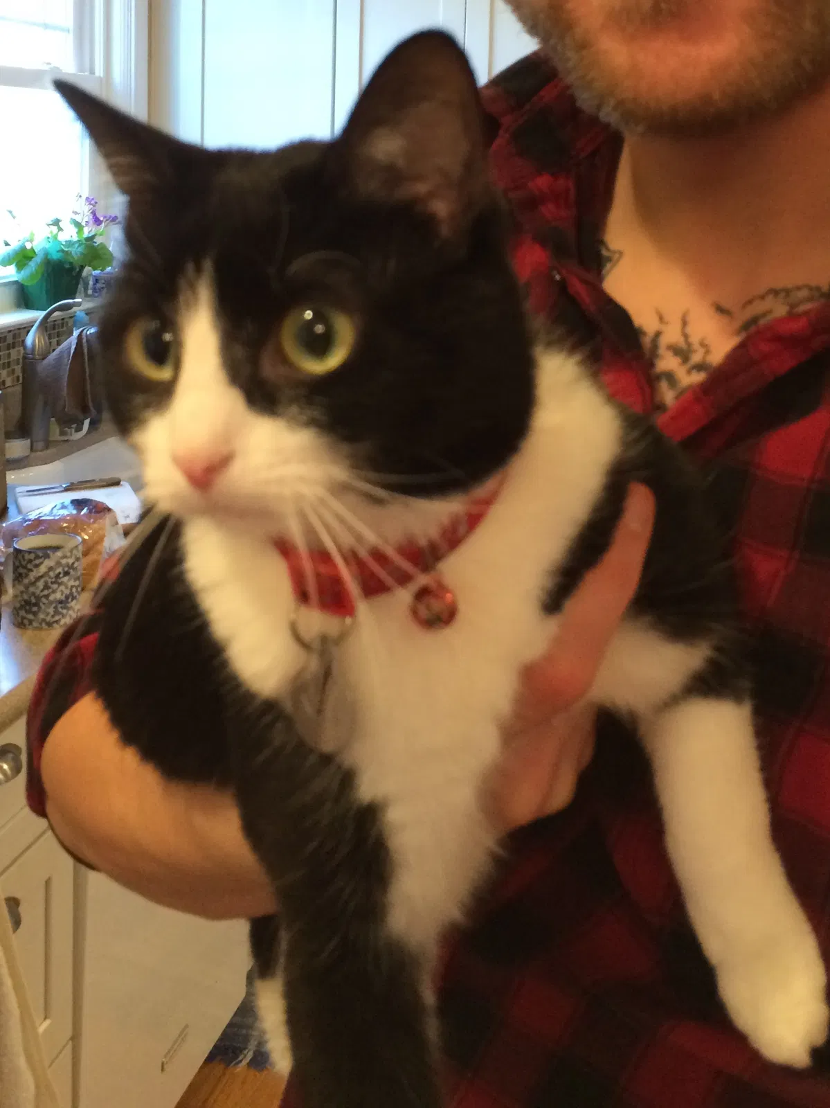 Lost cat in Henrico, VA, 23238