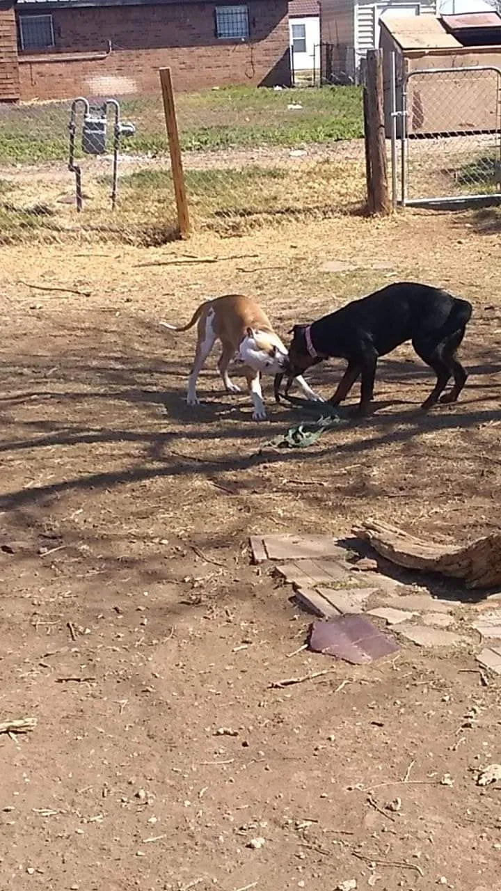 Lost dog in Amarillo, TX, 79106