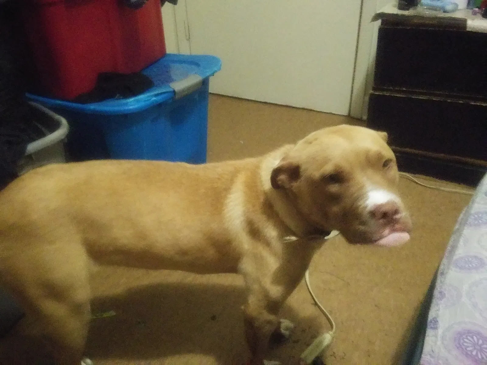 Found dog in Greenwood, MS, 38930