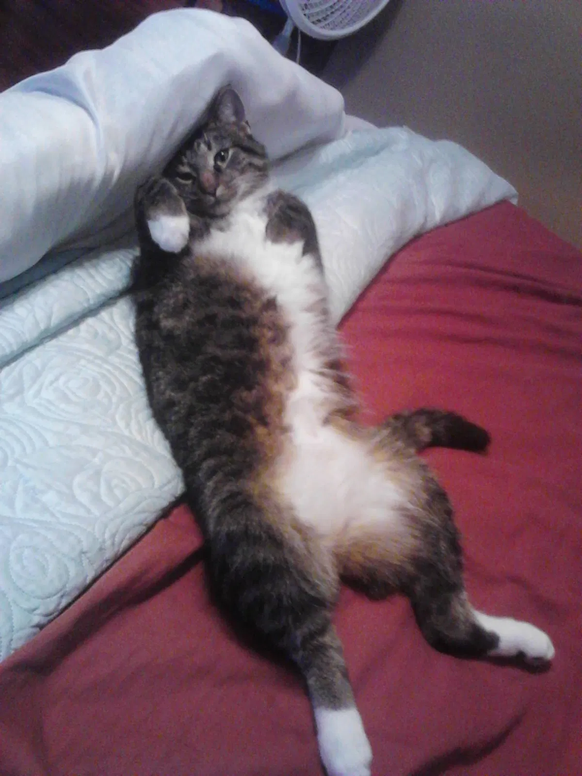 Lost cat in Indianapolis, IN, 46239