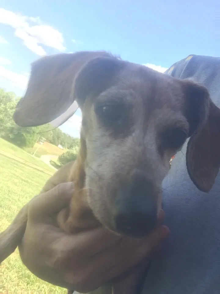 Lost dog in Newton, NC, 28658