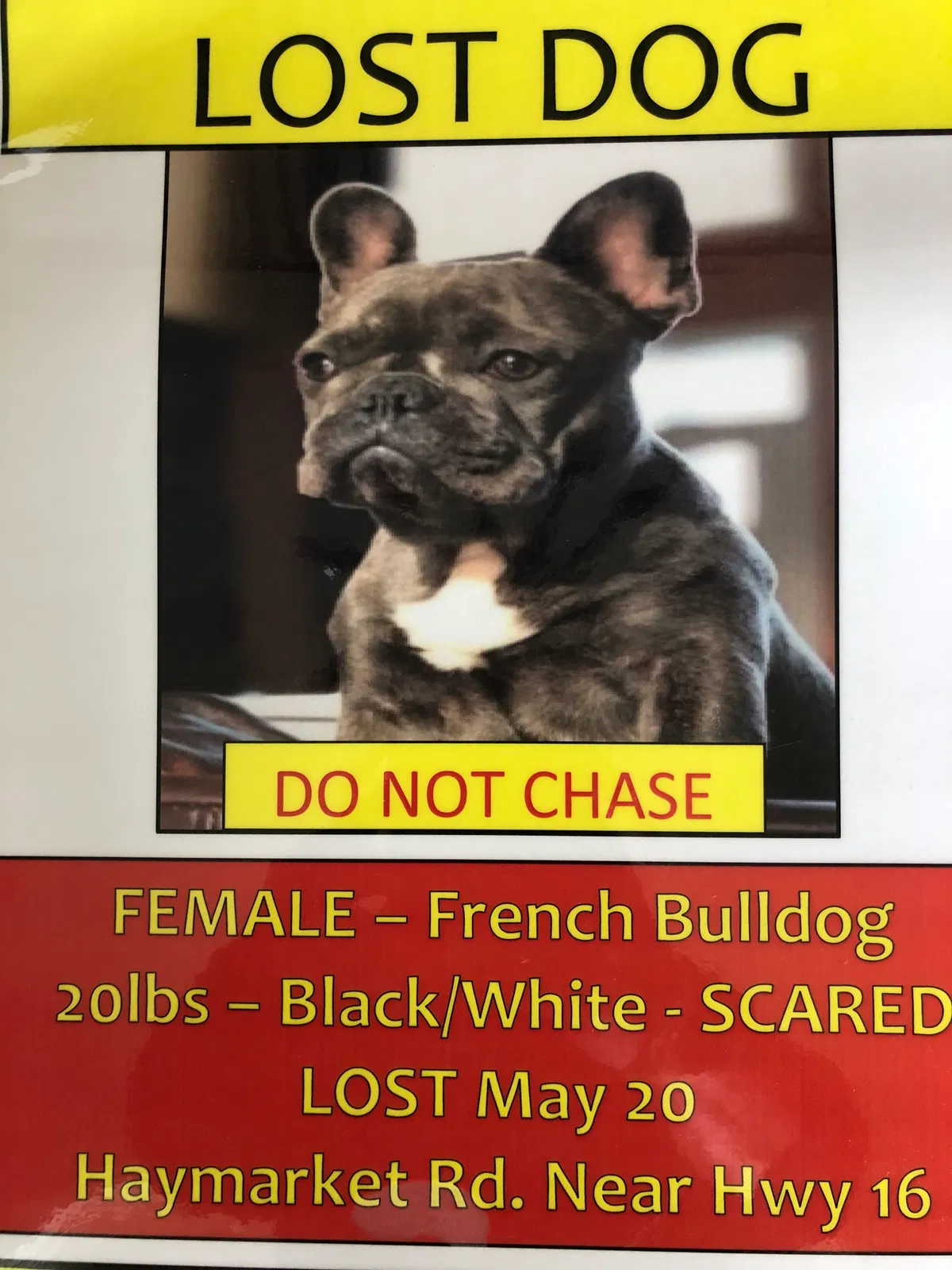 Lost dog in Charlotte, NC, 28214