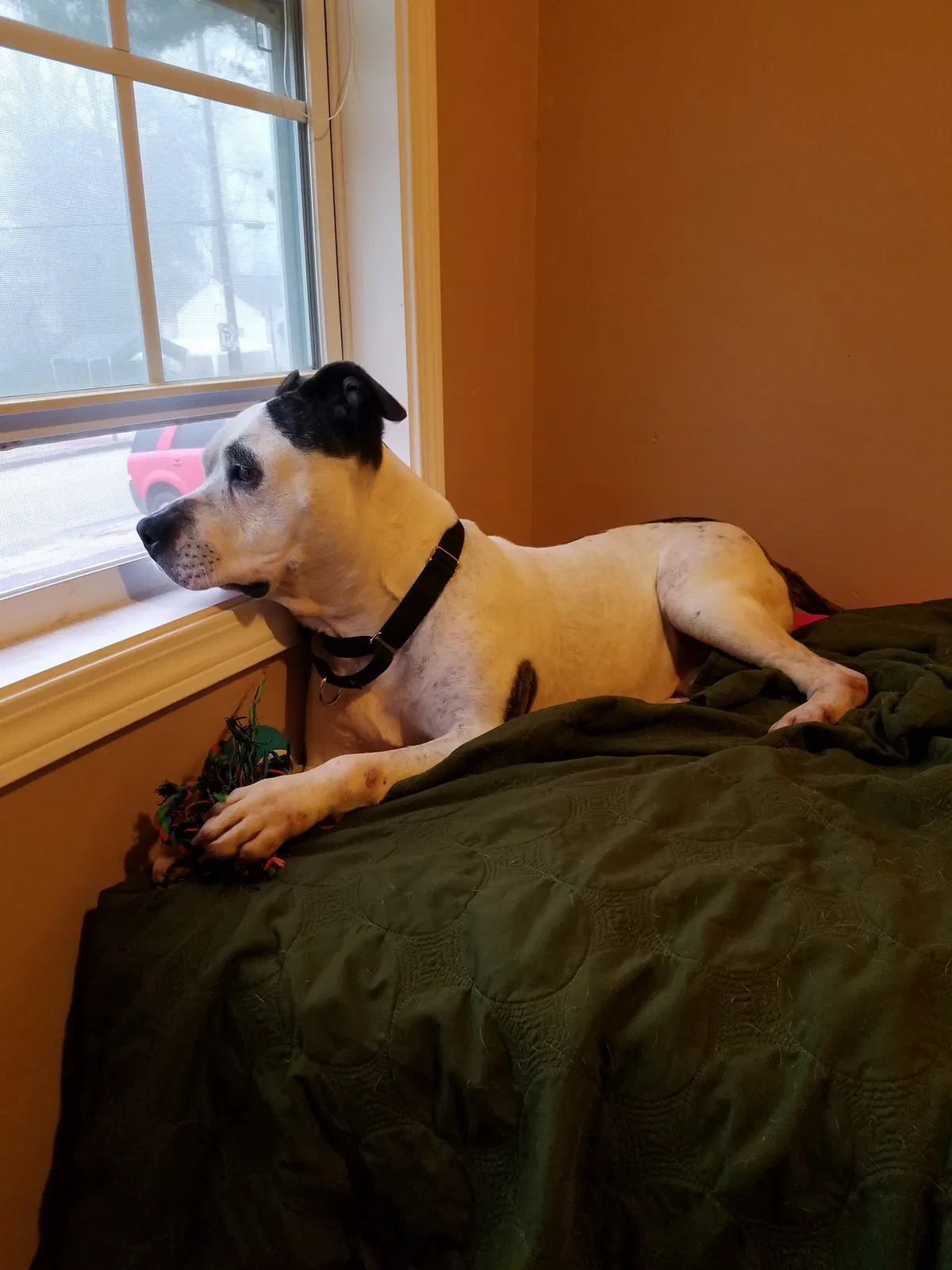 Lost dog in Marietta, GA, 30060