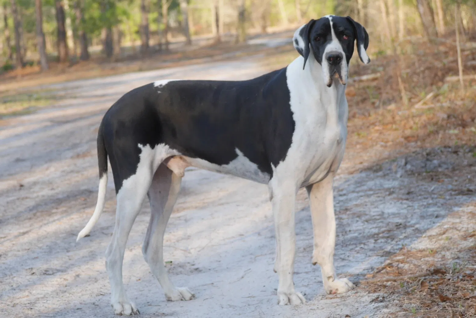 Lost dog in Loris, SC, 29569