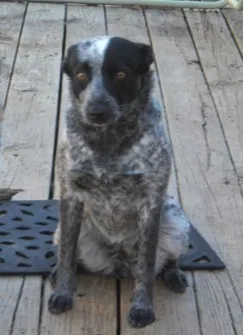 Lost dog in Denison, TX, 75020