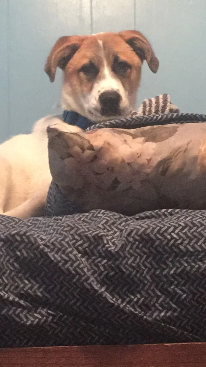 Lost dog in Muscadine, AL, 36269